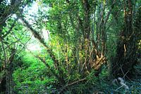 Atmospheric greenery for the wall.