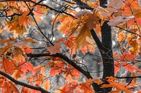 Rote Herbstblätter im Wald