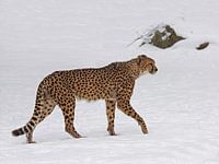 Jachtluipaard in de sneeuw