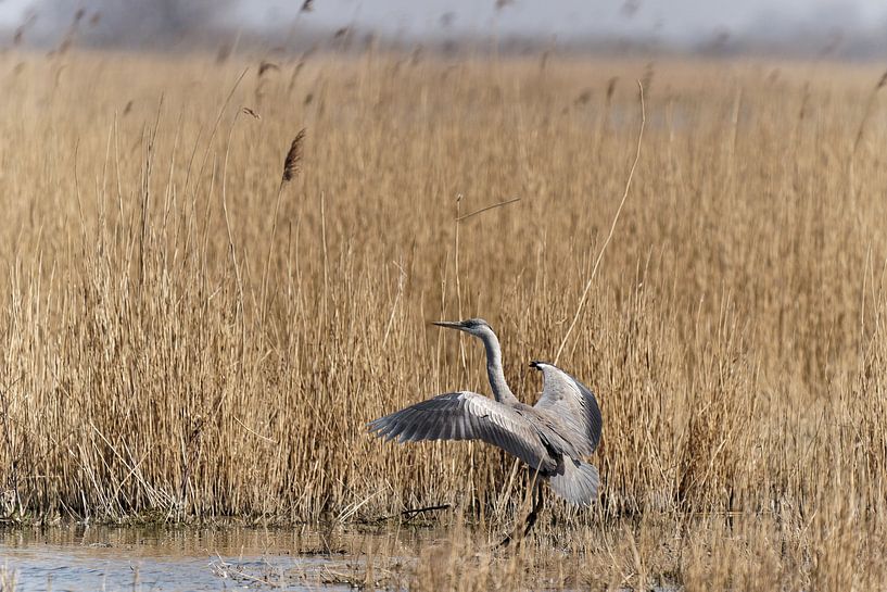 Blaureiher von Roos Piek