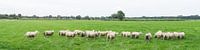 Schapenwei, panorama met kudde schapen