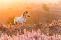 Icelandic Pony at sunrise