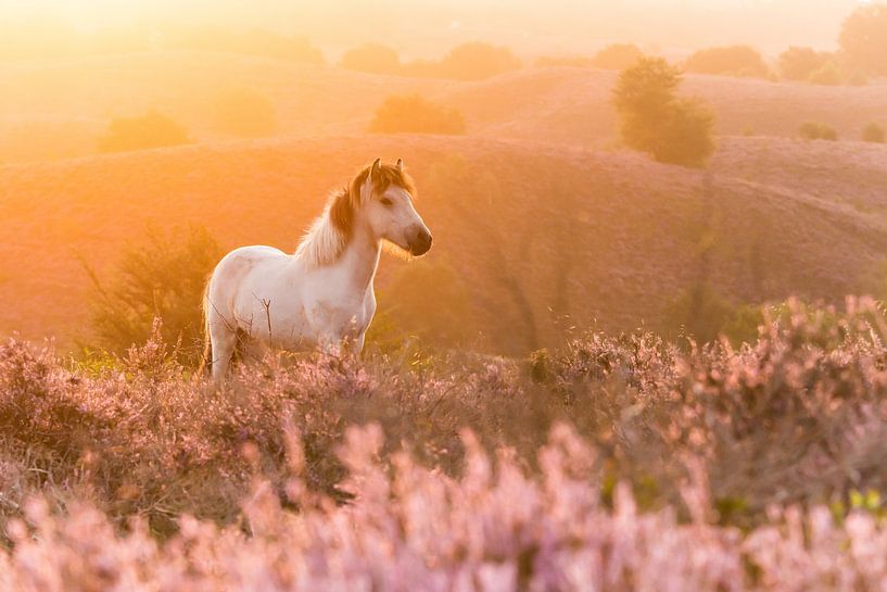 Poney Islandais au lever du soleil par Stijn Smits