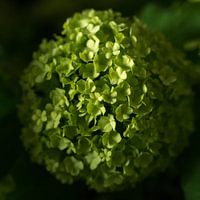 Sneeuwbal in de kas.