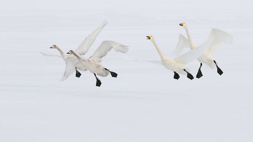 Steady As It Goes Kids by Harry Eggens