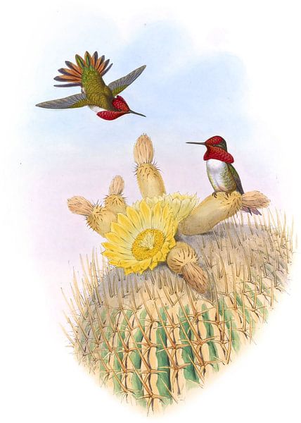 Floresis Flambearer John Gould von Hummingbirds