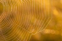 Spinnenweb met ochtenddauw en gouden achtergrond