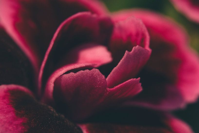 Clove pink up close by Jeffrey Hoorns
