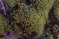 Mousse verte | Hollande tirage photo d'art | Pays-Bas, Europe