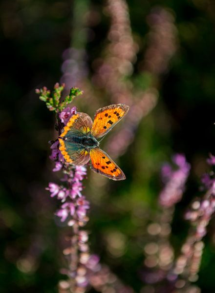 Vlinder von Victor Droogh