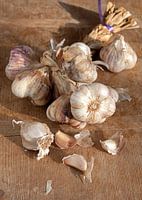 garlic0460
