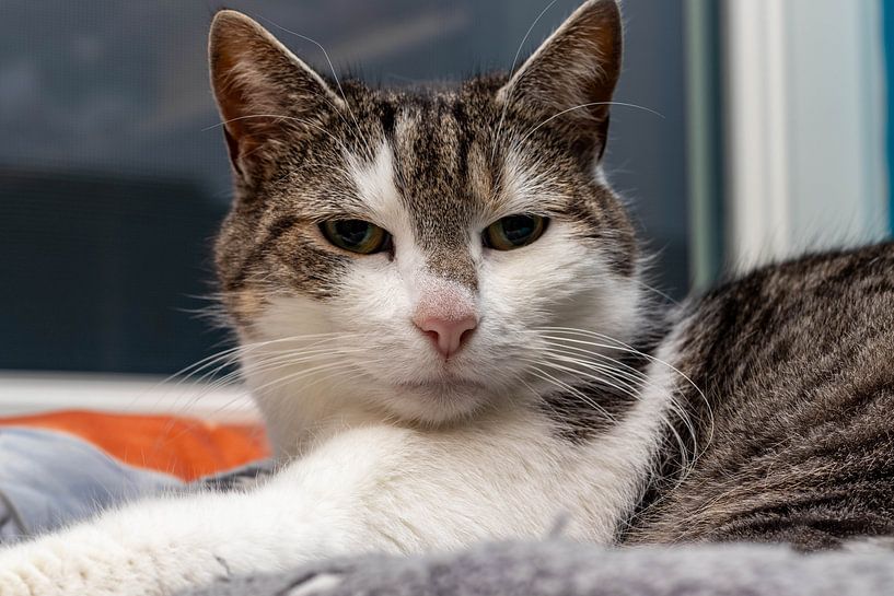 Lazy cat van Claudia Giacomelli