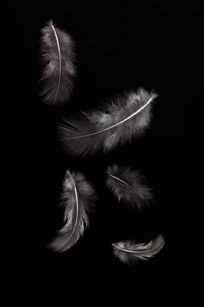 federleicht von Klaartje Majoor