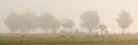 Vaches dans le brouillard