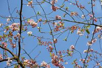 Roze bloesem aan takken tegen blauwe lucht