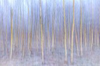 Weißbirken mit Schnee und Eis im Winter