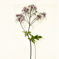 Botanica IV Thalictrum