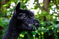 Etende Alpaca