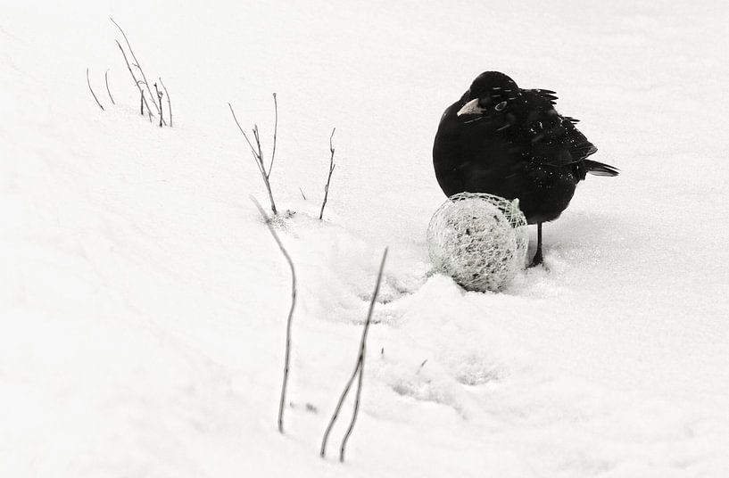 Amsel in Winterlandschaft von Marlies Prieckaerts