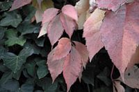 Die Farben des Herbstes in unterschiedlicher Pracht