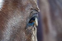 Paard op Ameland (2)