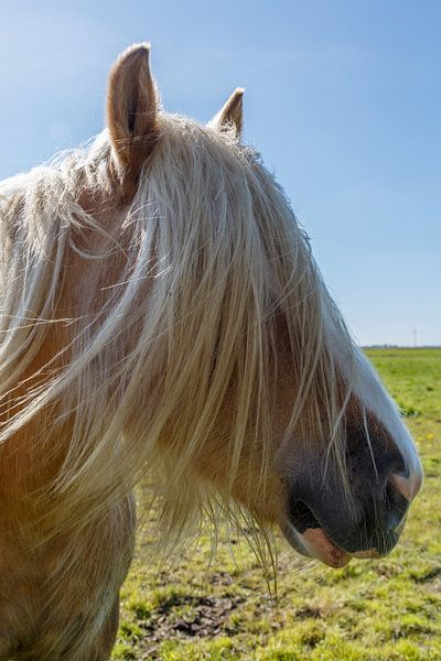 Tinker Mix with a long mane, Portrait by Rolf Pötsch