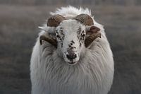 Portrait of a Heidschnucke