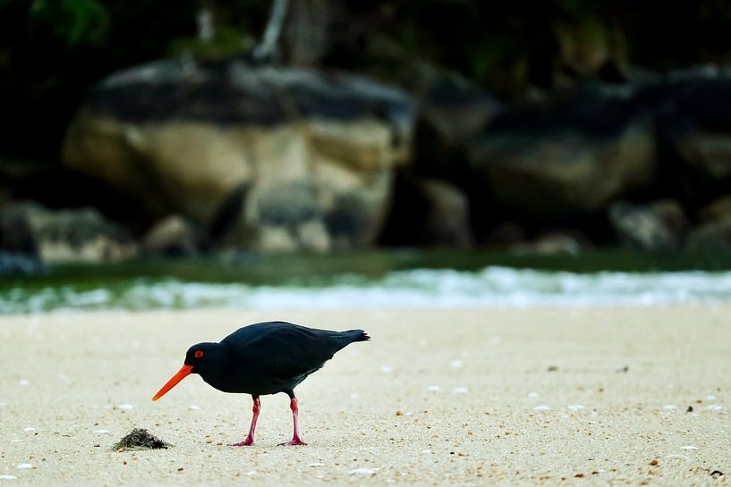 Oystercatcher in Abel Tasman National Park by Nicolette Suijkerbuijk