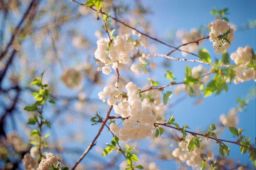 Pastel colored white blossoms by Floris Trapman