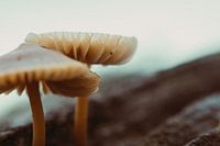 A sweet little couple