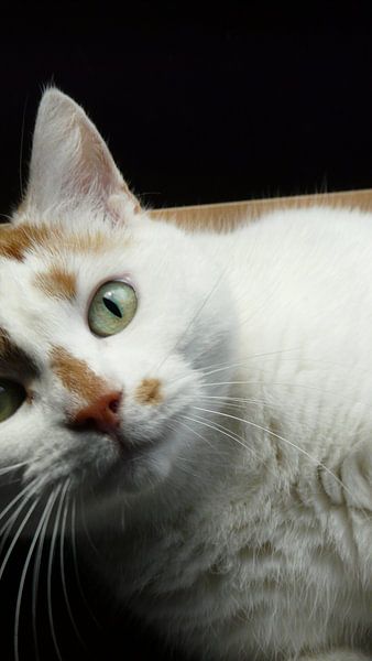 Kat close-up par Cassandra Benedick