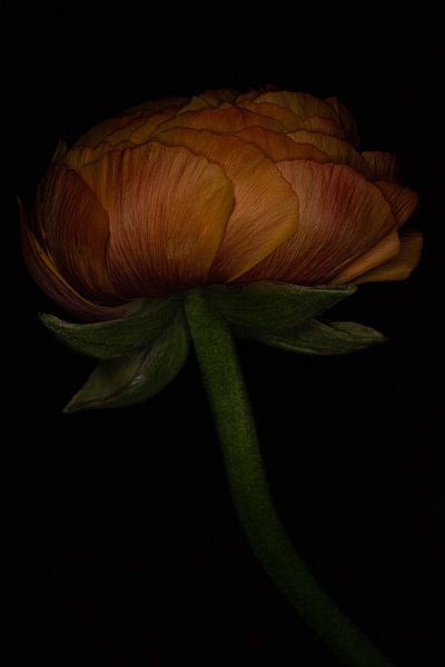 Dark ranunculus by Albert Mendelewski