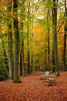 Herbstlicher Wald