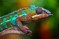 Chasseur caché : l'art du camouflage du caméléon