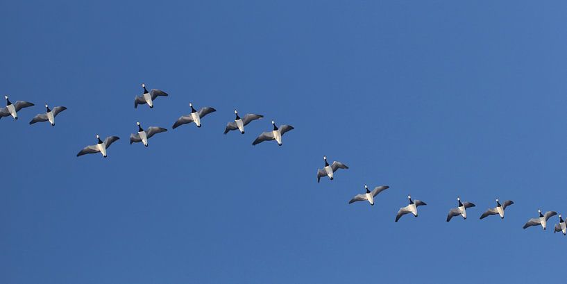 fly away by Yvonne Blokland
