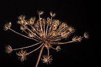 Dried hogweed against black background