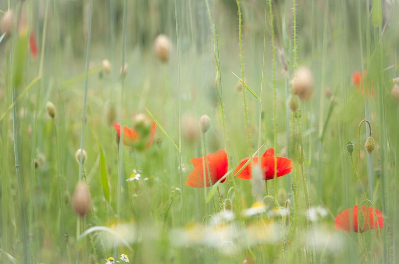 poppies by Ben Willemsen