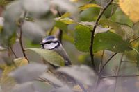 Blue tit among foliage in the garden.