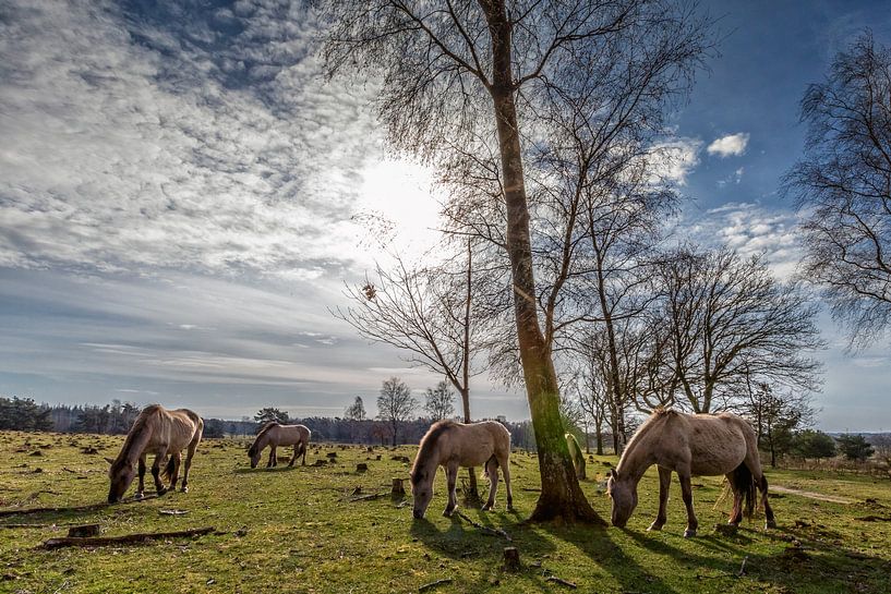 Konik-Pferde in der Landschaft von Utrecht von Jacques Jullens