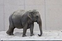 Olifant op het strand