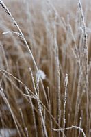 Winterlandschaft | Stillleben Naturfotografie
