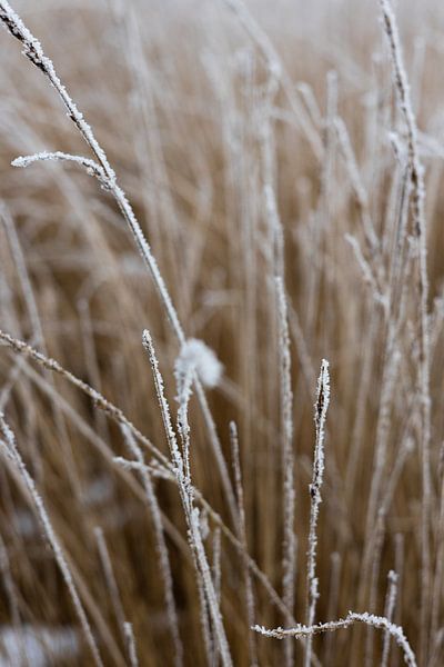 Winter landscape | still life nature photography by Suzanne Rotteveel