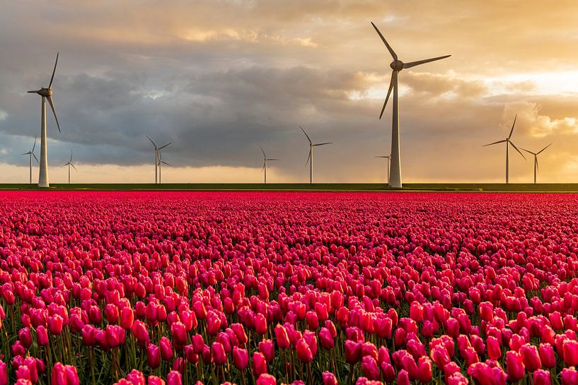 Red tulips in a field with wind turbines in the background by Sjoerd van der Wal Photography
