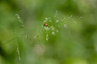 Ladybird in green