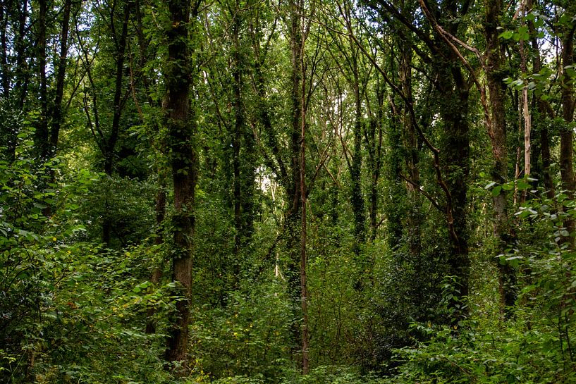 Die Kraft des Waldes von Brenda bonte