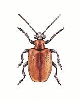 Illustration eines roten Käfers