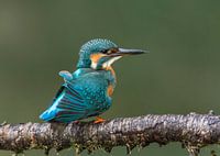 Kingfisher shakes out the feathers