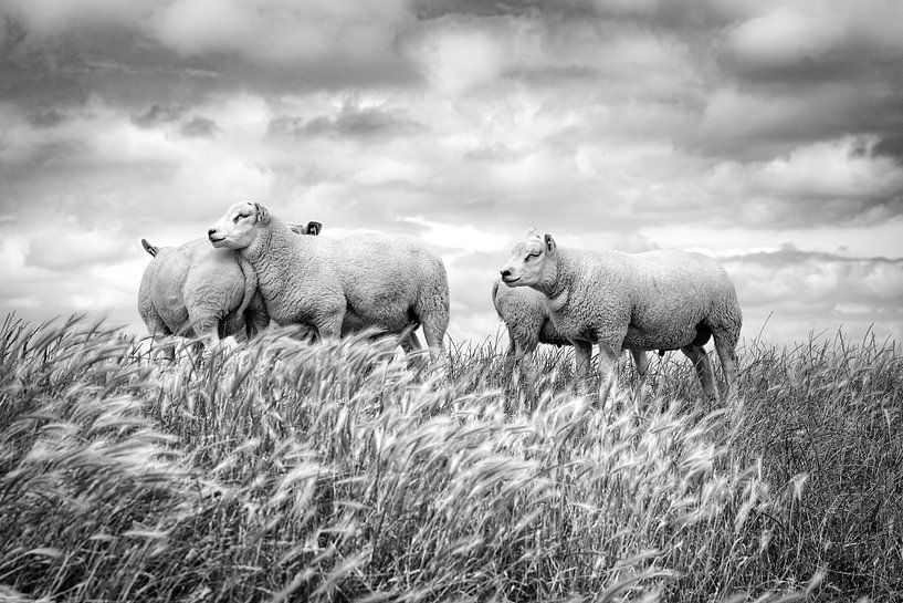 Sheep against a typical Dutch cloud sky. Picture is taken in Friesland. Wout Kok One2expose by Wout Kok