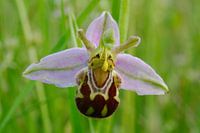 Natur auf Texel, Orchidee, Ophrys apifera aurita