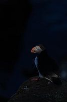 Der schöne und bekannte Papageientaucher aus Island